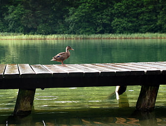 Lone Duck Standing on Wooden Dock by Lake