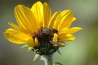 Close-up of a Honey Bee Pollinating a Yellow Sunflower