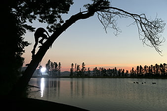 Silhouette of man climbing tree by lake at sunset