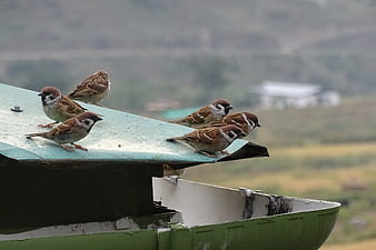 Group of sparrows perched on a green metal roof
