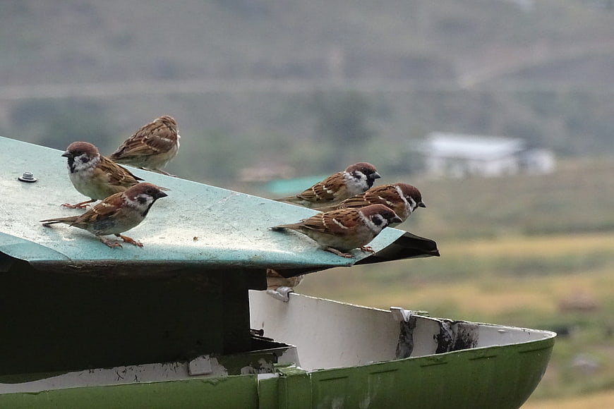 Group of sparrows perched on a green metal roof