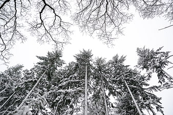 Low angle view of snow-covered pine trees in winter forest
