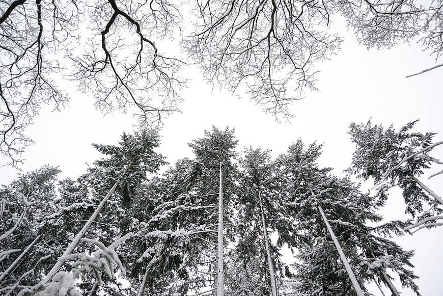 Low angle view of snow-covered pine trees in winter forest