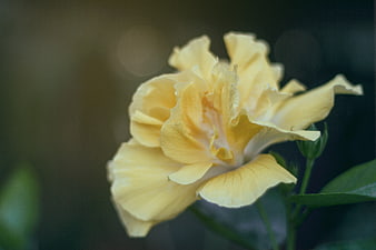 Close-up of a delicate yellow hibiscus flower in bloom