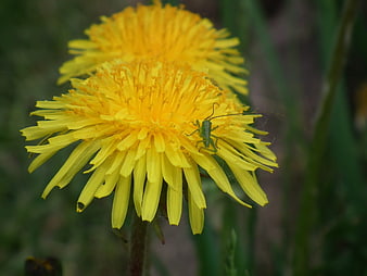 Close-up of a green insect on a yellow dandelion flower