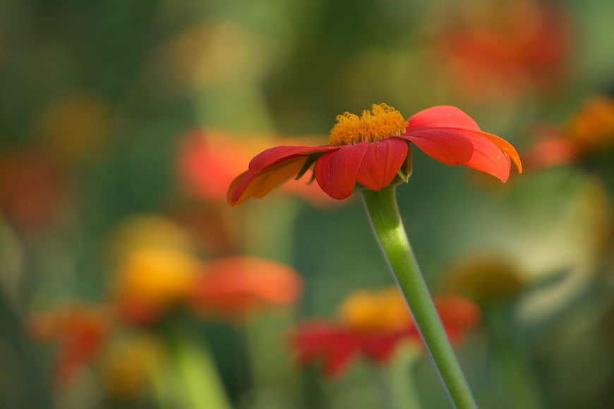 Close-up of vibrant orange flower with blurred green background