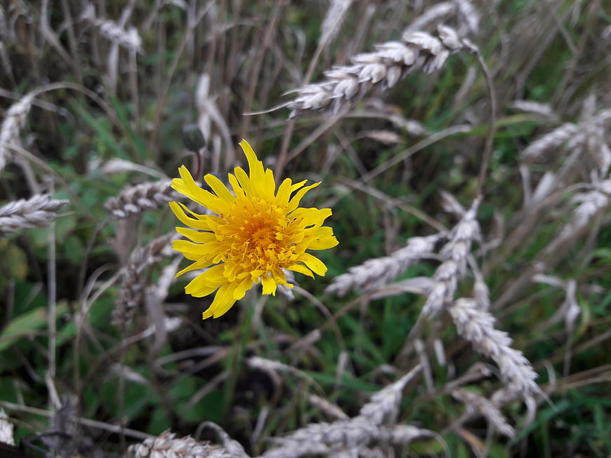 Yellow Salsify Flower in Wheat Field