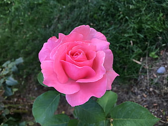 Close-up of a vibrant pink rose in a garden