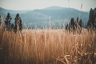 Golden Wheat Field with Blurred Mountain Background