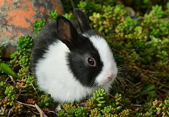 Black and white rabbit sitting in green succulent plants