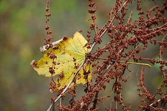 Yellow maple leaf amidst dried brown autumn foliage
