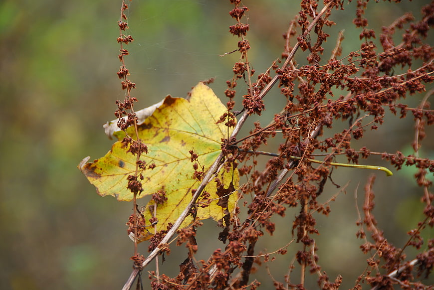 Yellow maple leaf amidst dried brown autumn foliage