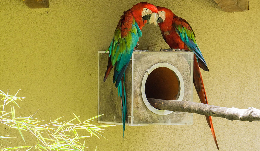 Two Scarlet Macaws Perched on Nesting Box