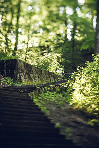 Mossy Stone Stairs in Sunlit Forest Path
