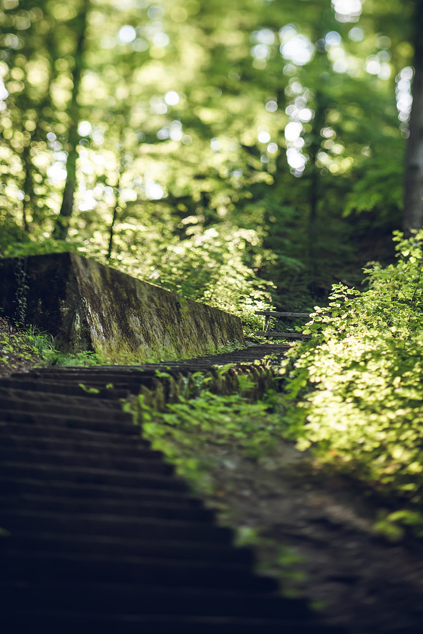 Mossy Stone Stairs in Sunlit Forest Path