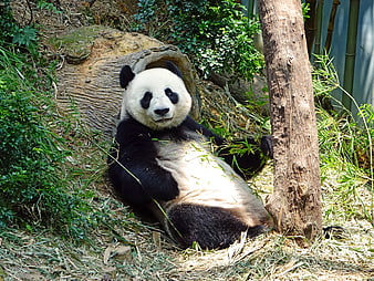 Giant Panda Relaxing in Bamboo Forest Enclosure