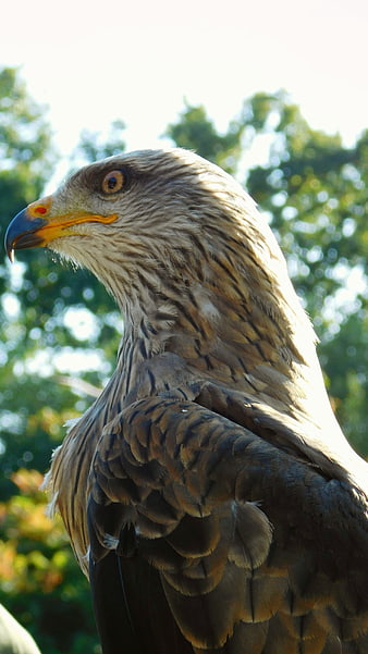 Close-up portrait of a majestic bird of prey with sharp eye