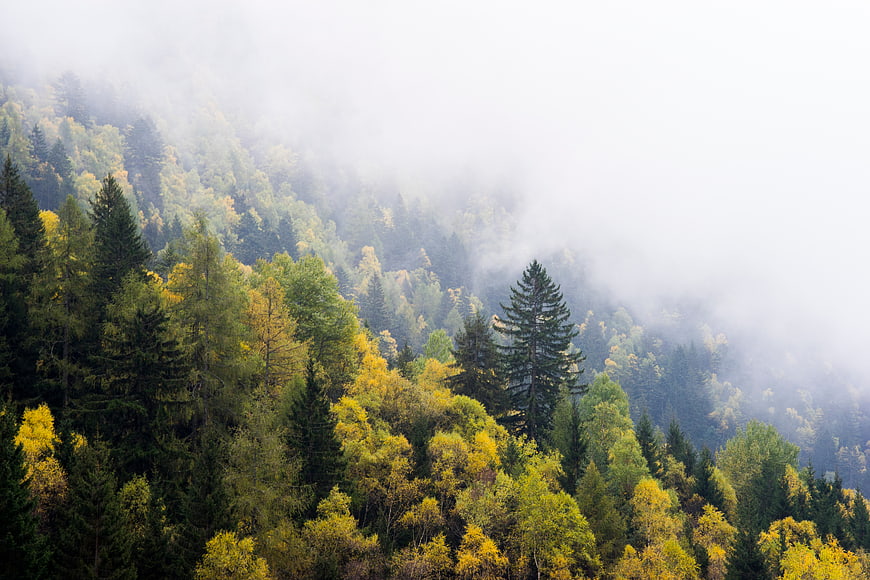 Misty Autumn Forest Landscape with Yellow and Green Trees