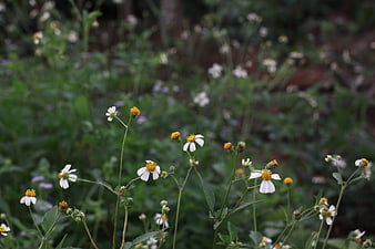 White Wildflowers with Yellow Centers in Green Field