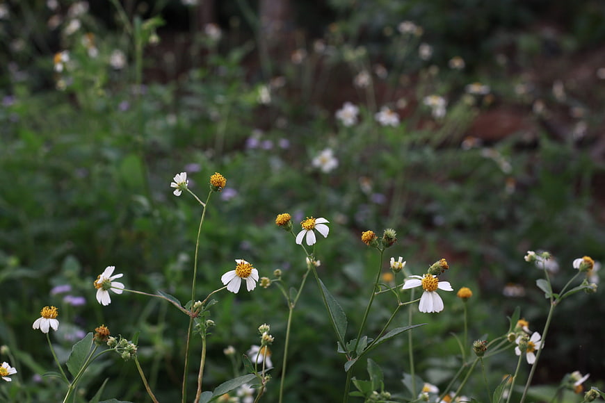 White Wildflowers with Yellow Centers in Green Field