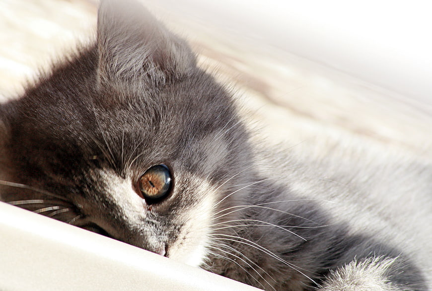 Close-up of a gray and white cat resting in a box