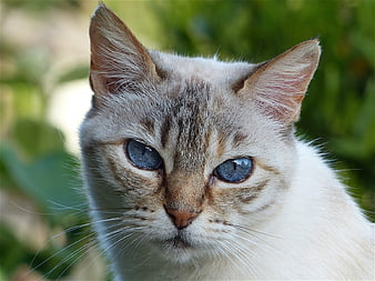 Close-up portrait of a cat with striking blue eyes
