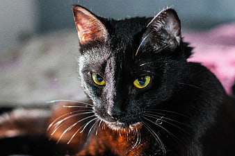Close-up portrait of a black cat with striking yellow eyes