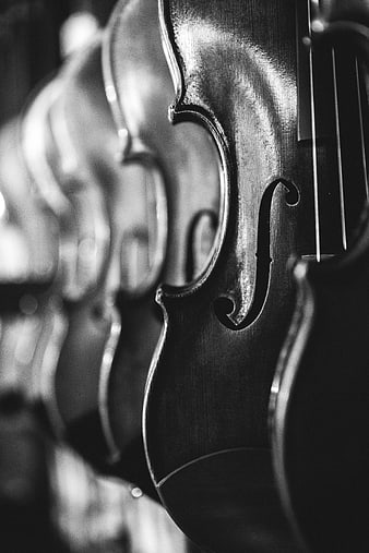 Close-up of vintage violins in black and white