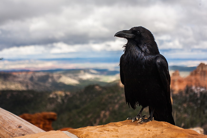 Black Crow Perched on Rock with Canyon Landscape Background