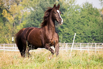 Brown Horse Trotting In Pasture