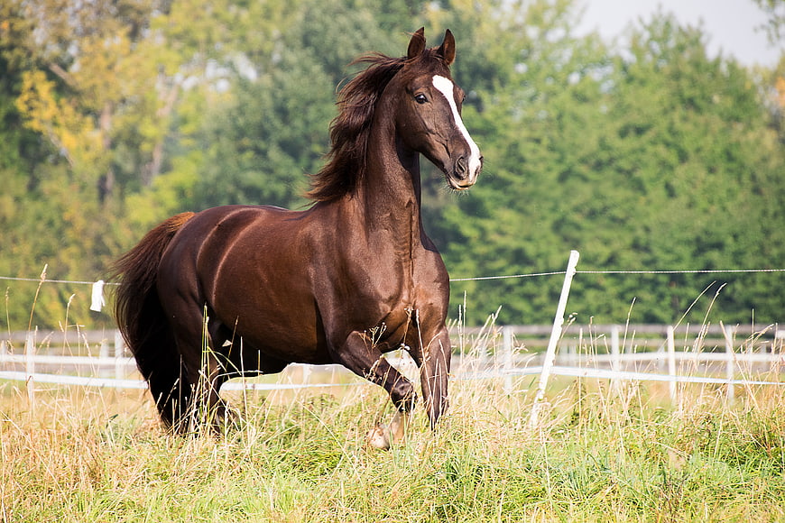 Brown Horse Trotting In Pasture