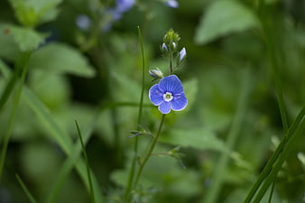 Close-up of a small blue wildflower in green grass