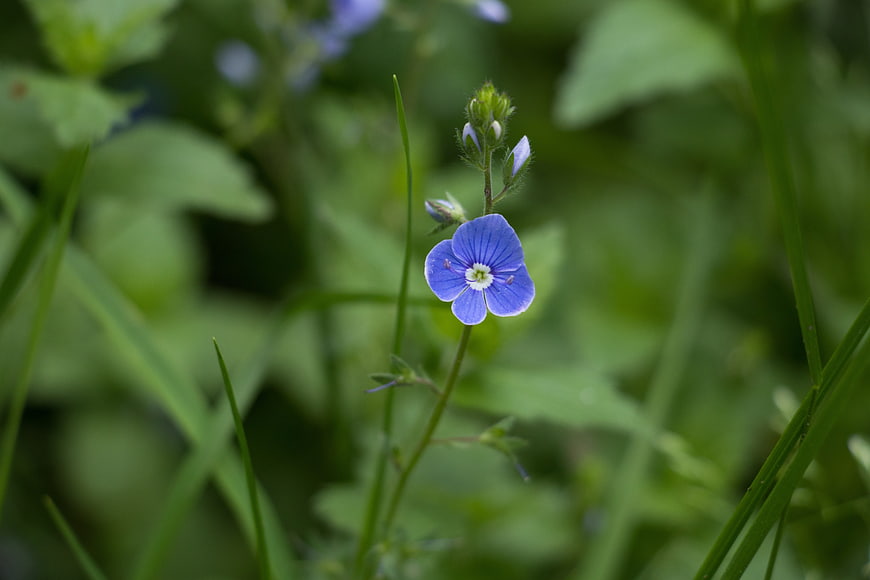 Close-up of a small blue wildflower in green grass