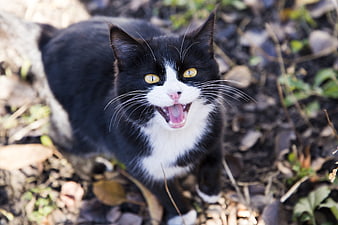Black and white cat hissing in garden