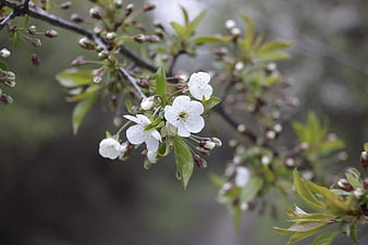 Close-up of white cherry blossoms on a branch