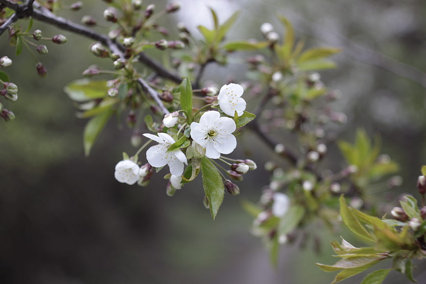 Close-up of white cherry blossoms on a branch