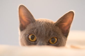 Close-up of a gray cat peeking over a white surface