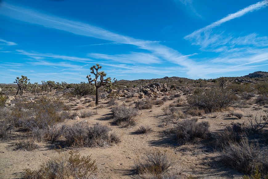 Joshua Tree Desert Landscape with Blue Sky and Clouds
