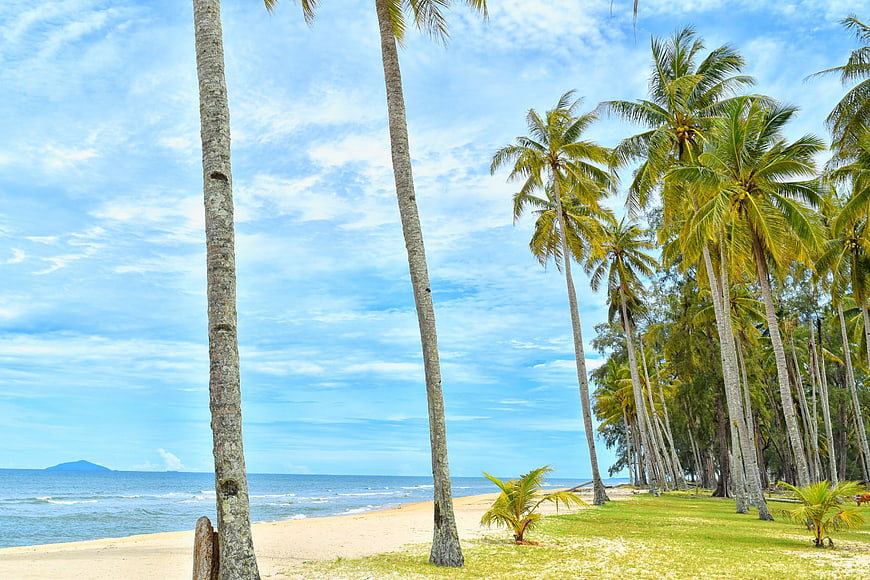 Tropical Beach with Tall Coconut Palm Trees and Blue Sky