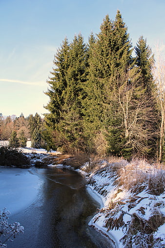 Frozen River in Winter Forest with Tall Pine Trees