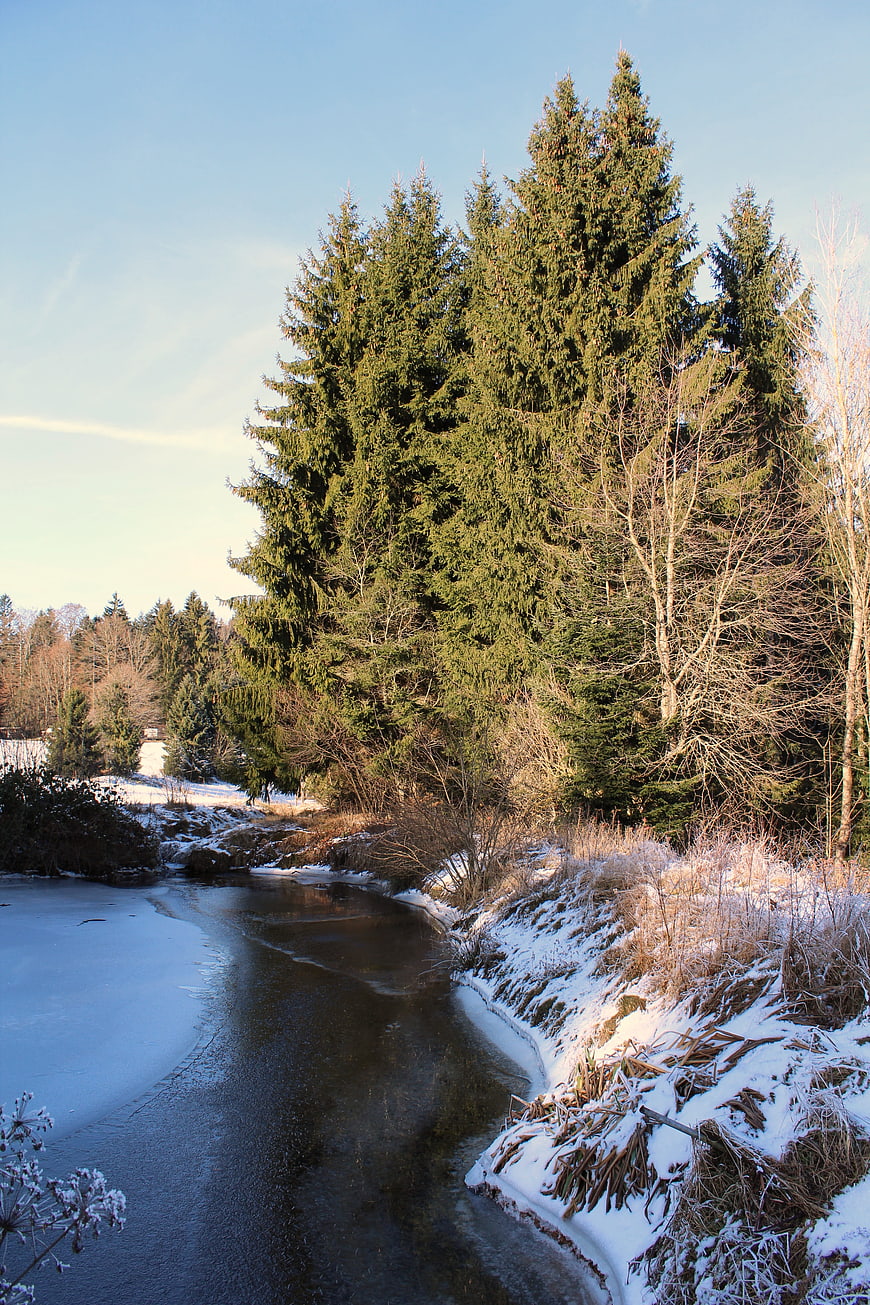 Frozen River in Winter Forest with Tall Pine Trees