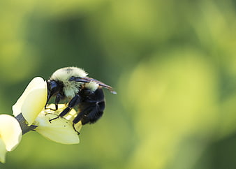 Close-up of a bumblebee on a yellow flower