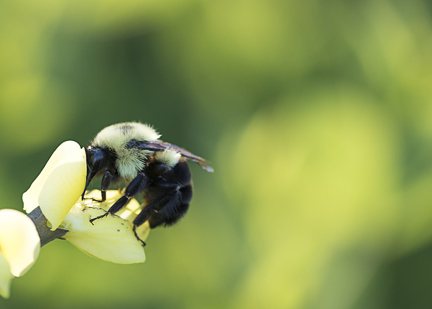 Close-up of a bumblebee on a yellow flower