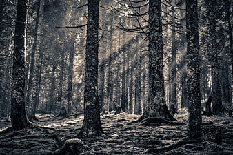 Atmospheric Black and White Pine Forest with Sunbeams