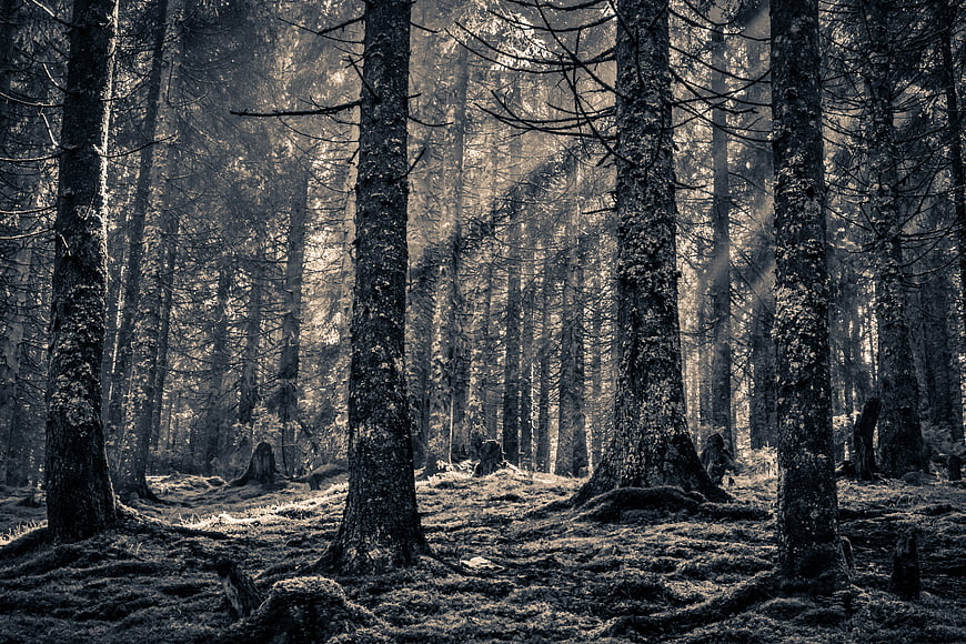 Atmospheric Black and White Pine Forest with Sunbeams