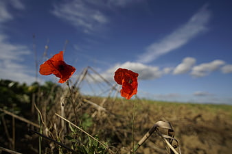 Red Poppies in a Field Against a Blue Sky