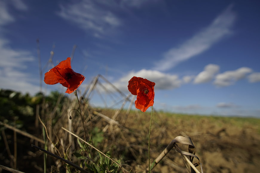 Red Poppies in a Field Against a Blue Sky