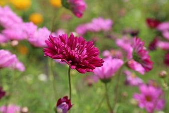 Vibrant Pink Cosmos Flower in a Blurred Garden