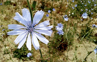 Close-up of a delicate blue chicory flower in a field
