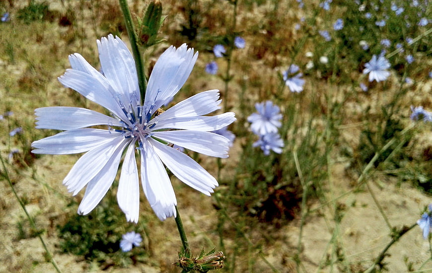 Close-up of a delicate blue chicory flower in a field